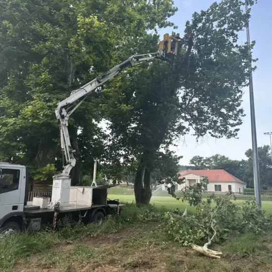 Gallyazás, fadöntés, fakivágás