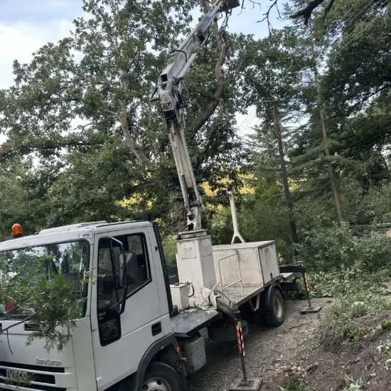 Veszélyes fakivágás