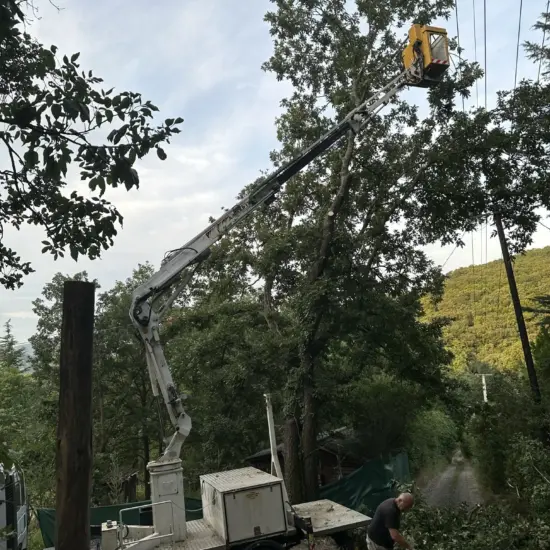 Villanyvezeték fa gallyazás, eltávolítás